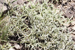 Helichrysum chionosphaerum