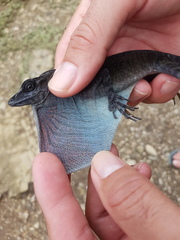 Anolis maculigula