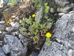 Potentilla asperrima