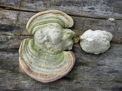Trametes hirsuta