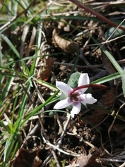 Cyclamen coum
