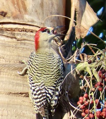 Melanerpes superciliaris