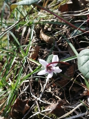 Cyclamen coum