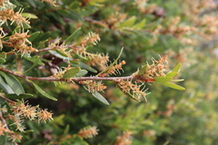Orites lancifolius