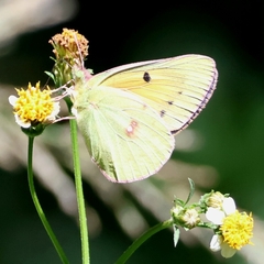 Colias electo