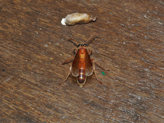 Provespa