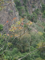 Toxicodendron succedaneum