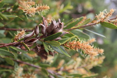 Orites lancifolius