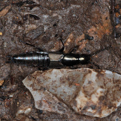 Philonthus decorus