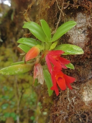 Fernandezia