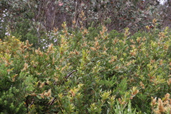 Orites lancifolius