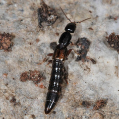 Xantholininae