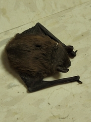 Nycticeius humeralis