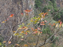 Toxicodendron succedaneum