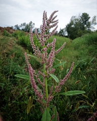Amaranthus tuberculatus