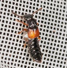 Oxytelinae