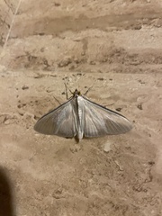 Palpita