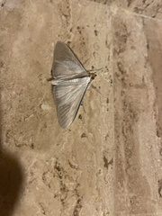 Palpita