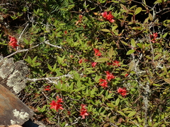 Rhododendron oldhamii