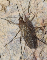 Aedes caspius