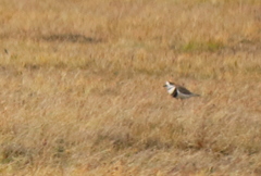 Charadrius falklandicus