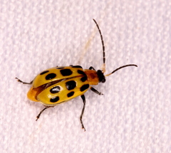 Diabrotica undecimpunctata