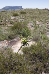 Chlorophytum krookianum