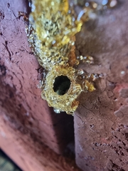 Epsilon chartergiforme