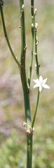 Chlorophytum krookianum