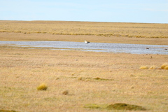 Charadrius falklandicus