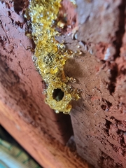 Epsilon chartergiforme