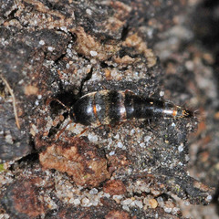 Sepedophilus