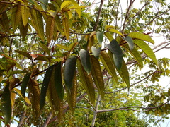 Vismia macrophylla