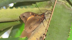 Brassolis astyra