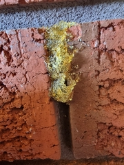 Epsilon chartergiforme