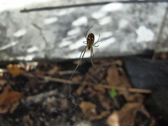 Leucauge