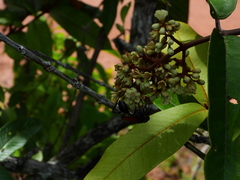 Vismia macrophylla