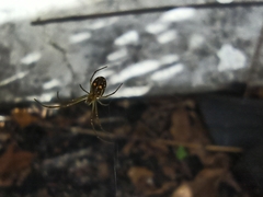 Leucauge