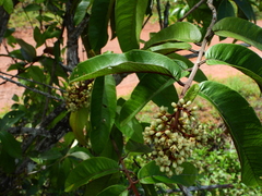 Vismia macrophylla
