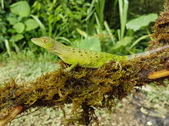 Anolis purpurescens