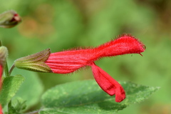Salvia fulgens