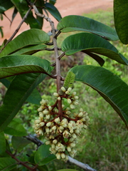 Vismia macrophylla