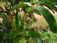 Vismia macrophylla
