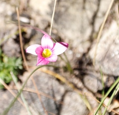 Romulea