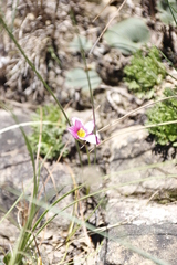 Romulea