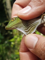 Anolis purpurescens