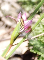 Romulea