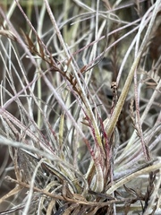 Tillandsia × floridana