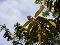 Vismia macrophylla