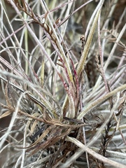 Tillandsia × floridana